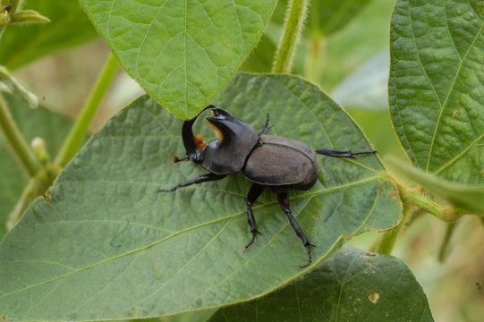 escarabajo torito en hoja de soja