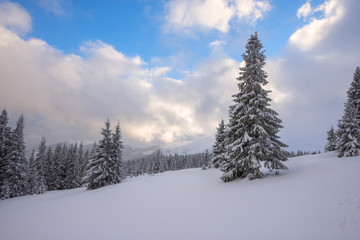 Fototapeta na wymiar Magic winter landscape - spruce trees covered with snow