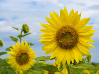 Fototapeta premium Close up of Sunflower in the field.