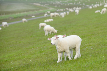 lamb standing on pasture