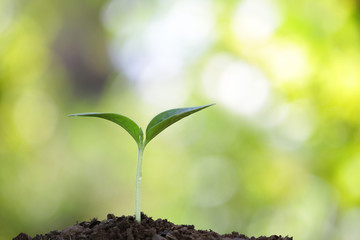 Growing sprout