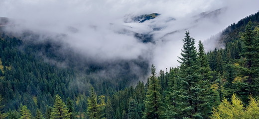 fir trees on a meadow down the will to coniferous forest in foggy mountains of China
