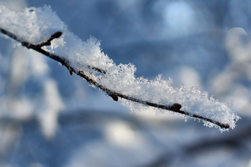 Fluffy snowflakes on a  tree branch.