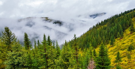 fir trees on a meadow down the will to coniferous forest in foggy mountains of China