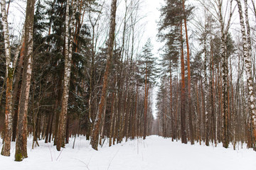 Photo of scenic forest landscape