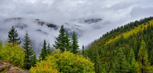fir trees on a meadow down the will to coniferous forest in foggy mountains of China