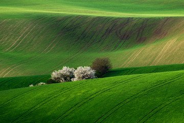 Amazing detail scenery at South Moravian field during spring, Czech republic.