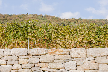 Ligerz, Twann, Dorf, Weindorf, Weinberg, Steinmauer, Wanderweg, Spazierweg, Rebenweg, Bielersee, See, Herbst, Schweiz
