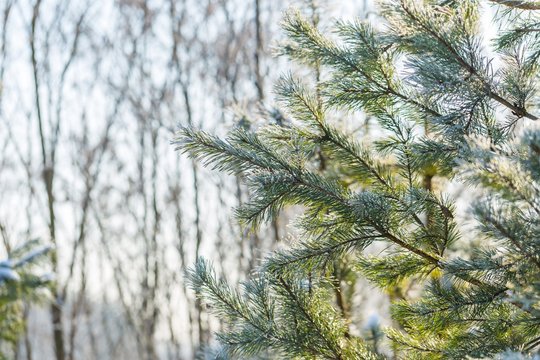 Fototapeta Pine tree branches in winter