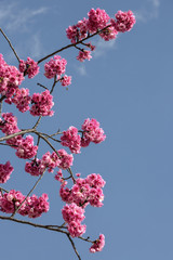 Beautiful cherry blossom