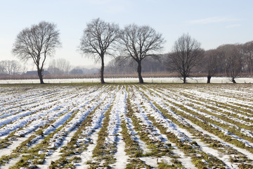 dutch corn field covered in snow and frozen in winter © ahavelaar