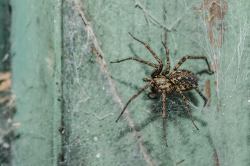 grosse spinne in haus