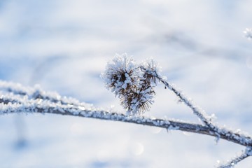 Plants with rime in close up