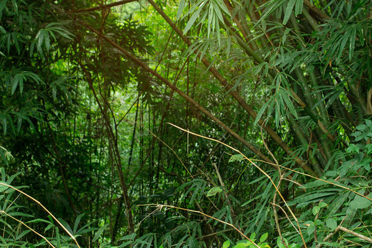 Jungle greenery with copy space area and warm humid airy sunlight flowing in from the top.  Fresh air and green tropical trees and bushes paint a nice natural canvas for you to explore and walk.