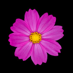 Beautiful purple flower.