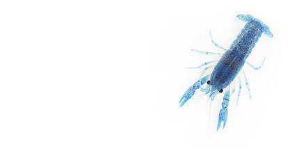 Blue crayfish on white background