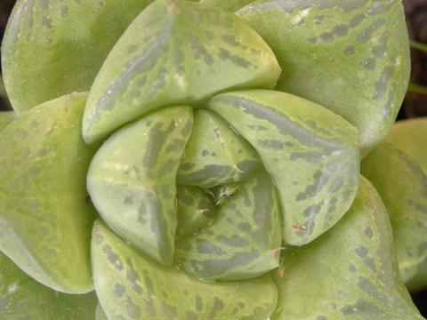 Aculei Bilder Durchsuchen 423 Archivfotos, und Videos