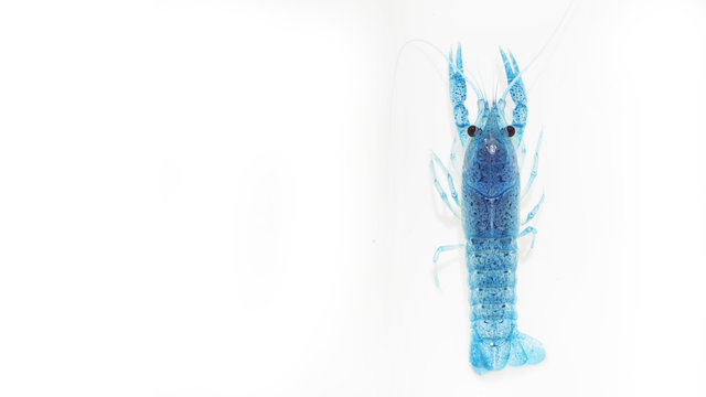 Blue crayfish on white background