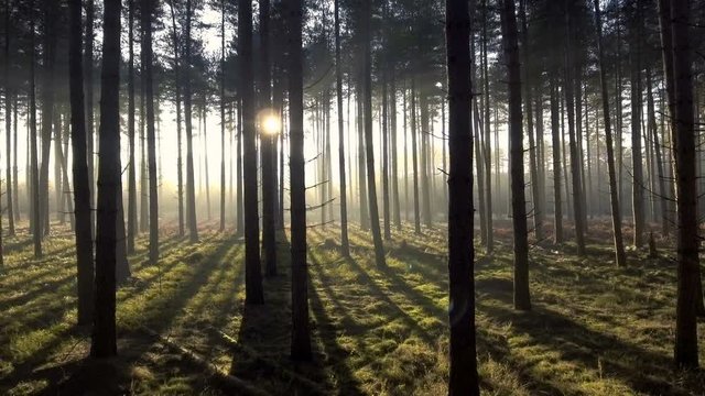 Mystical forest: sun rays shining through trees
