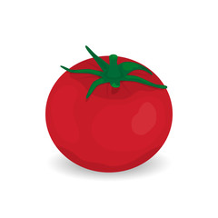 Tomato isolated single simple cartoon illustration. red ripe tomato vector illustration isolated on white backgroud