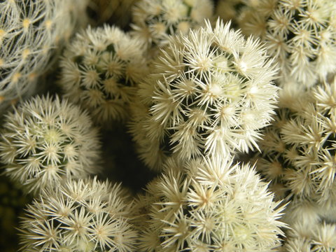 pianta 