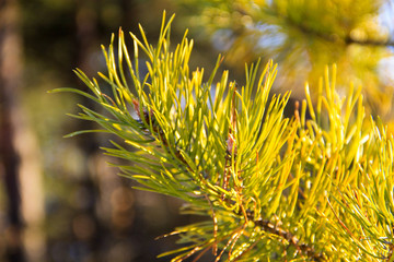 Branch of the pine tree