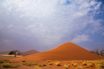 Naklejka premium The desert landscape 