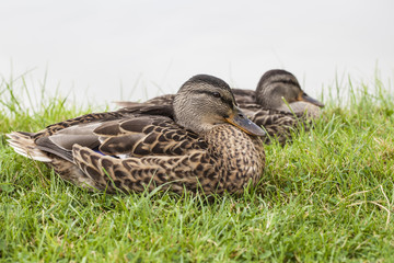 two ducks sitting on the edge of a pond