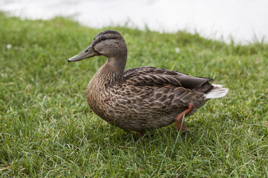 duck walking on the edge of a pond