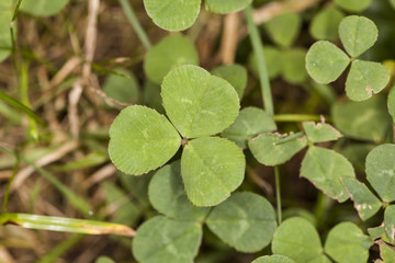 green clover