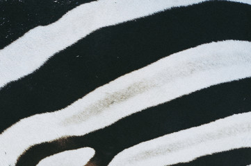 Zebrure