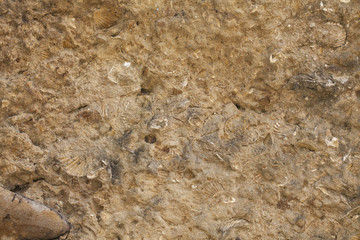 fossils reflected in stone