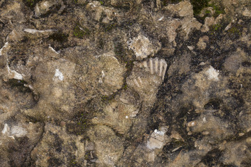 fossils reflected in stone, close up 