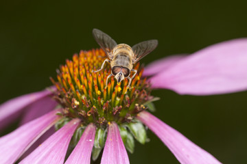 bee on the flower, close up 