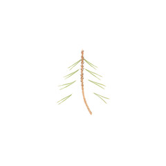 Conifer of fir needles on a white background. Flat lay minimal.