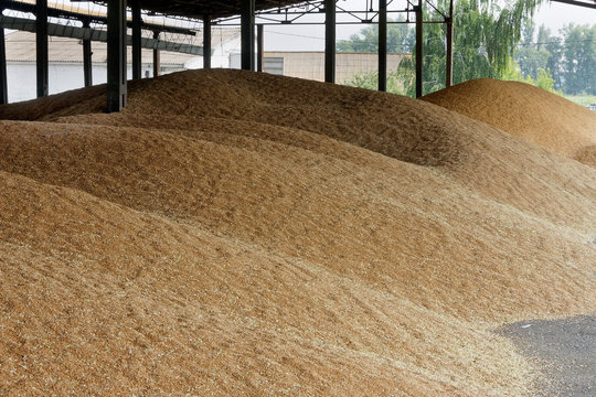 Wheat Grain Stored In Threshing Floor