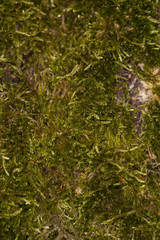 tree bark covered with moss
