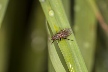 fly on a blade of grass