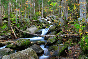 Río pasando por bosque