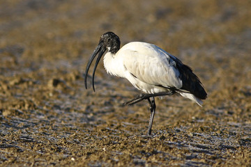 Sacred ibis, Threskiornis aethiopicus, in a frosted field in the winter with open beak