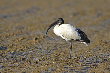 Sacred ibis, Threskiornis aethiopicus, in a frosted field in the winter 