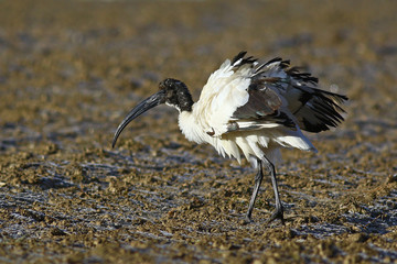 Sacred ibis, Threskiornis aethiopicus, in a frosted field in the winter with ruffled feathers