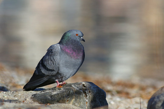 Portrait of Feral Pigeon, Columba livia domestica, on rock with water background
