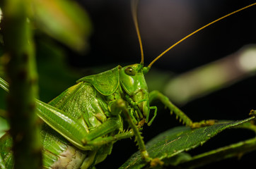 grashuepfer detailansicht