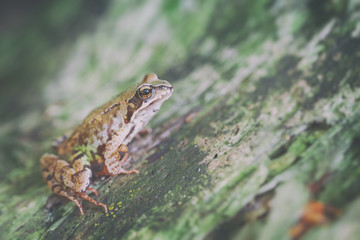 Grasfrosch - Rana temporaria in einer Seitenansicht