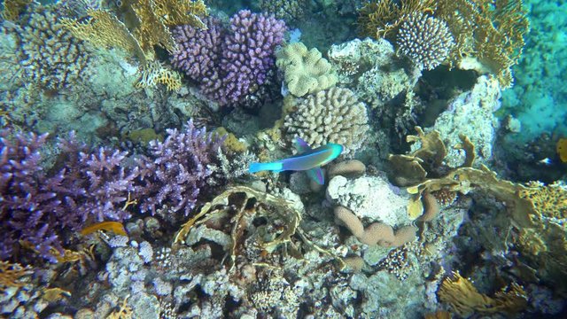 Coral reef (cay) of the Red Sea with a variety of fish. 4K video.