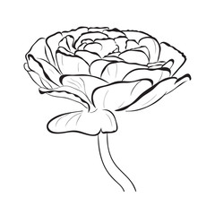 Floral Ranunculus. Garden buttercups