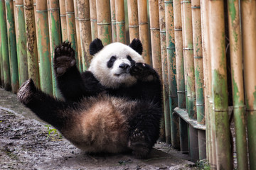 Giant panda waiving in the zoo - obrazy, fototapety, plakaty