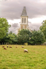 Ste Christine, église et moutons dans le pré, Vendée, Pays de Loire