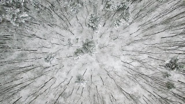 Zimowy las, widok z lotu ptaka